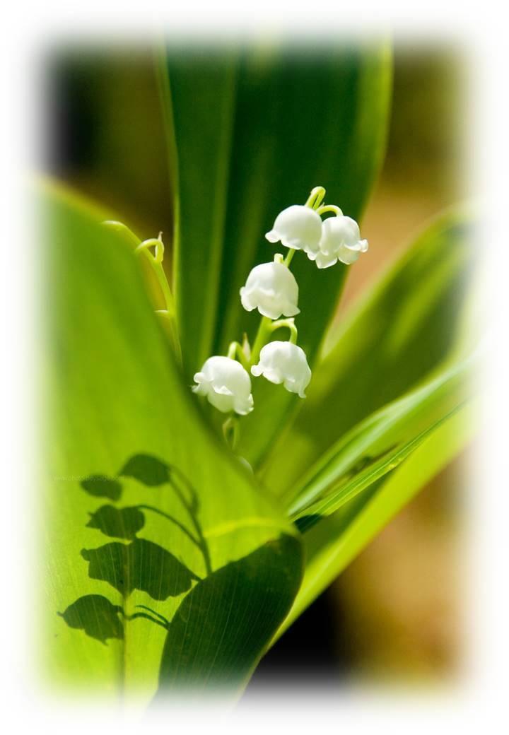 Muguet 1